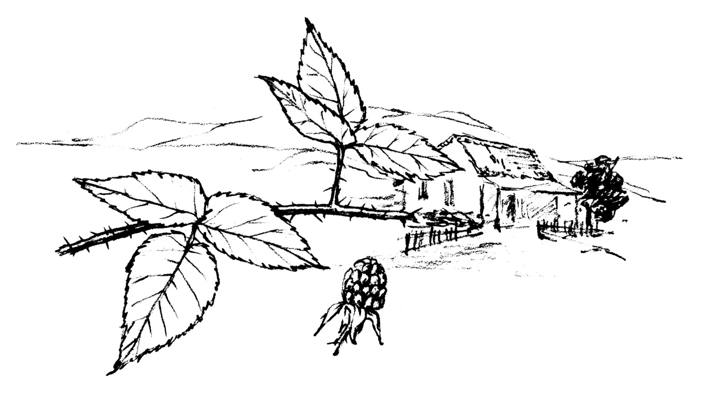 Rubus ursinus