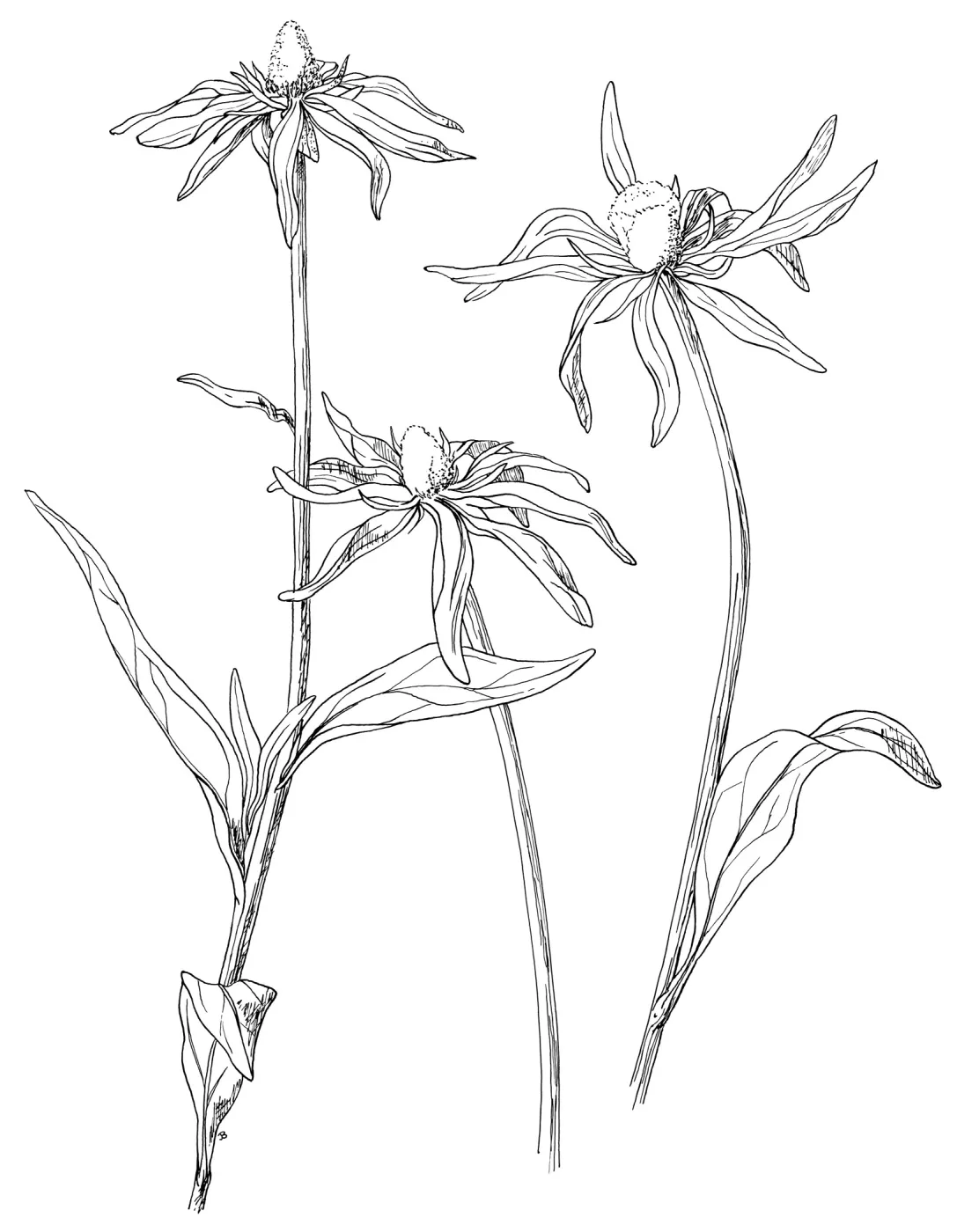 California Cone Flower