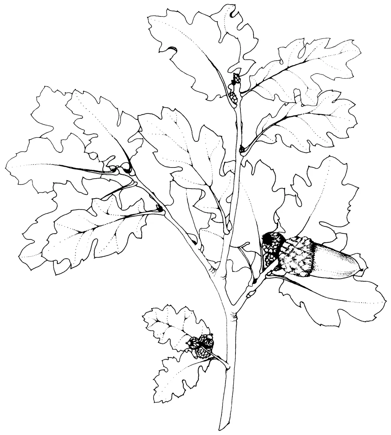 Oak