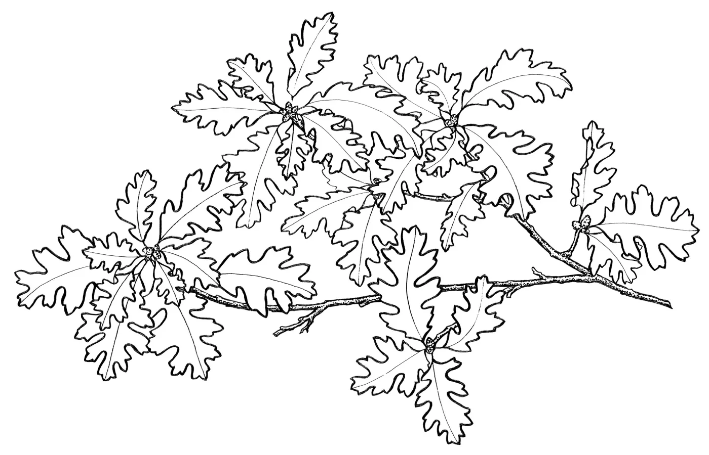 Oak