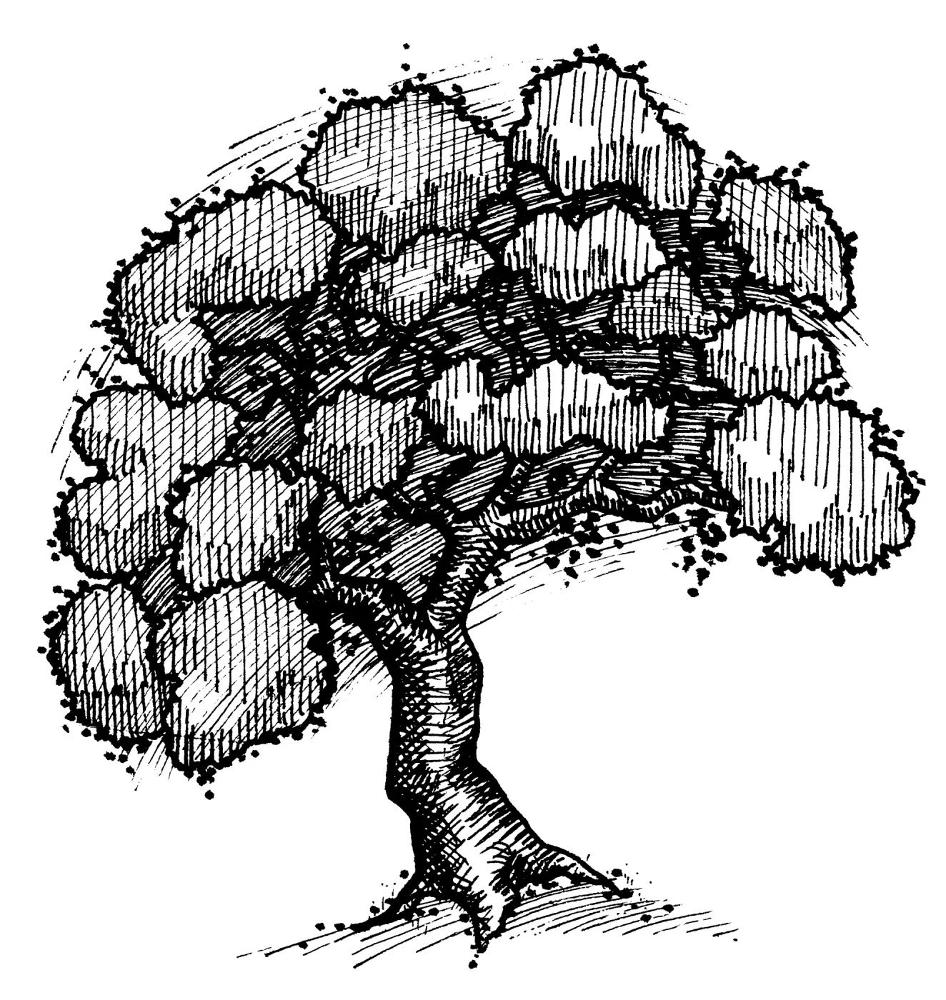 Oak