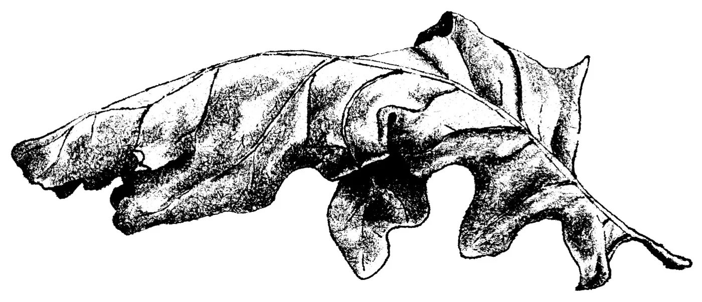 Oak