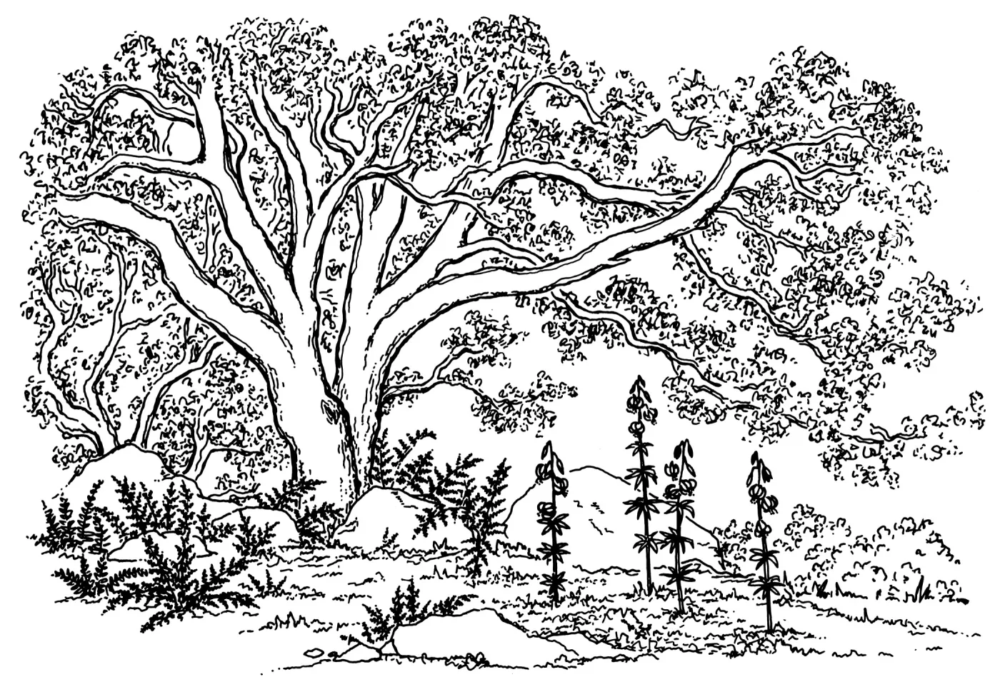 Oak