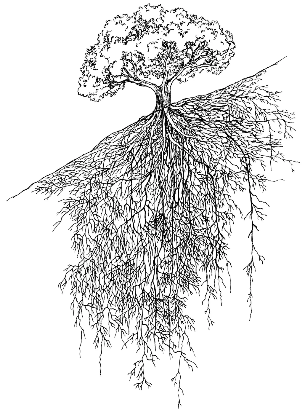 Oak