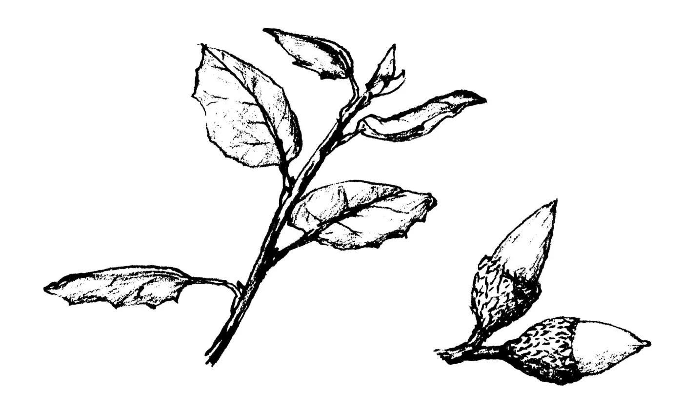 Coast Live Oak