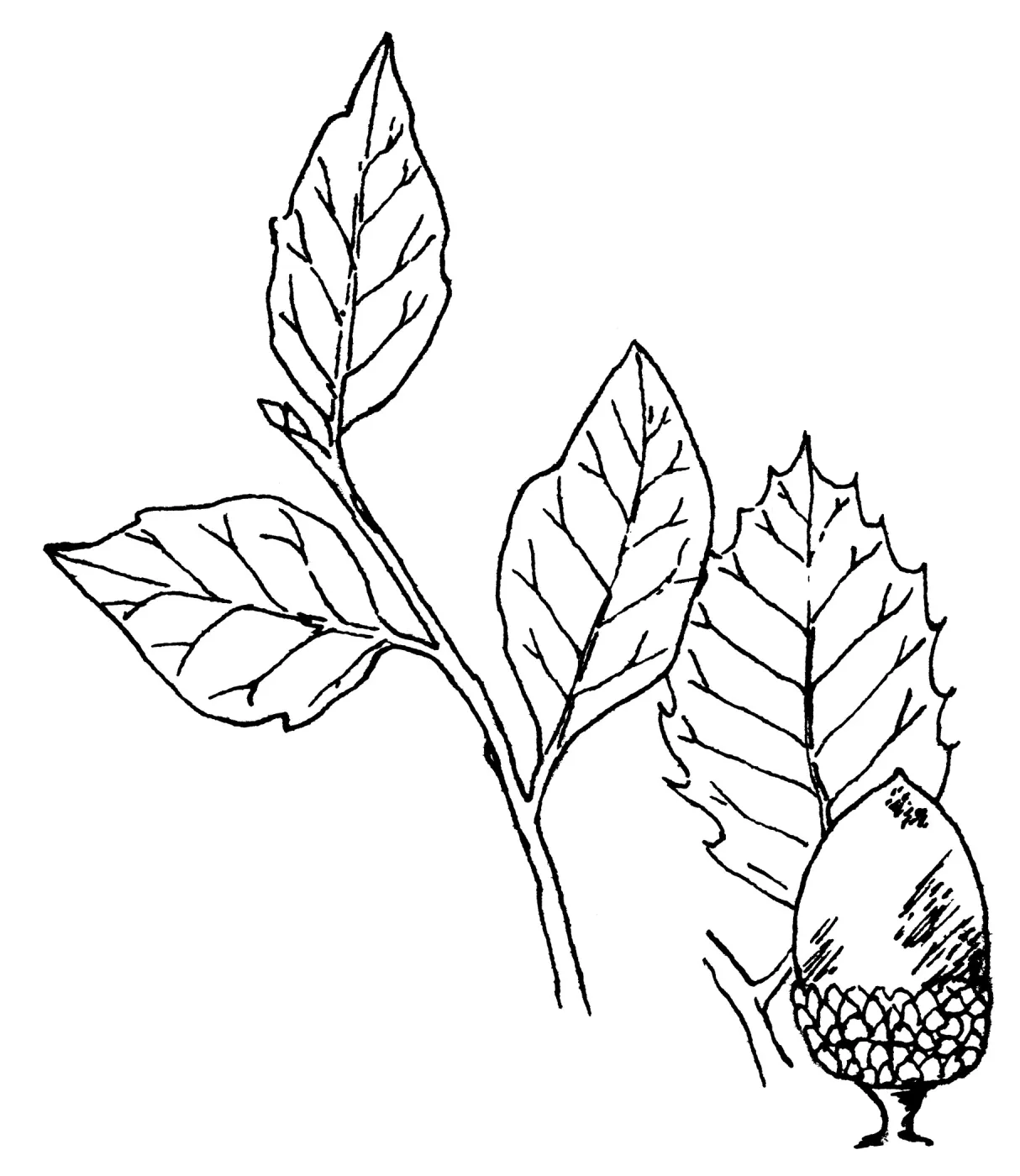 Goldencup Oak