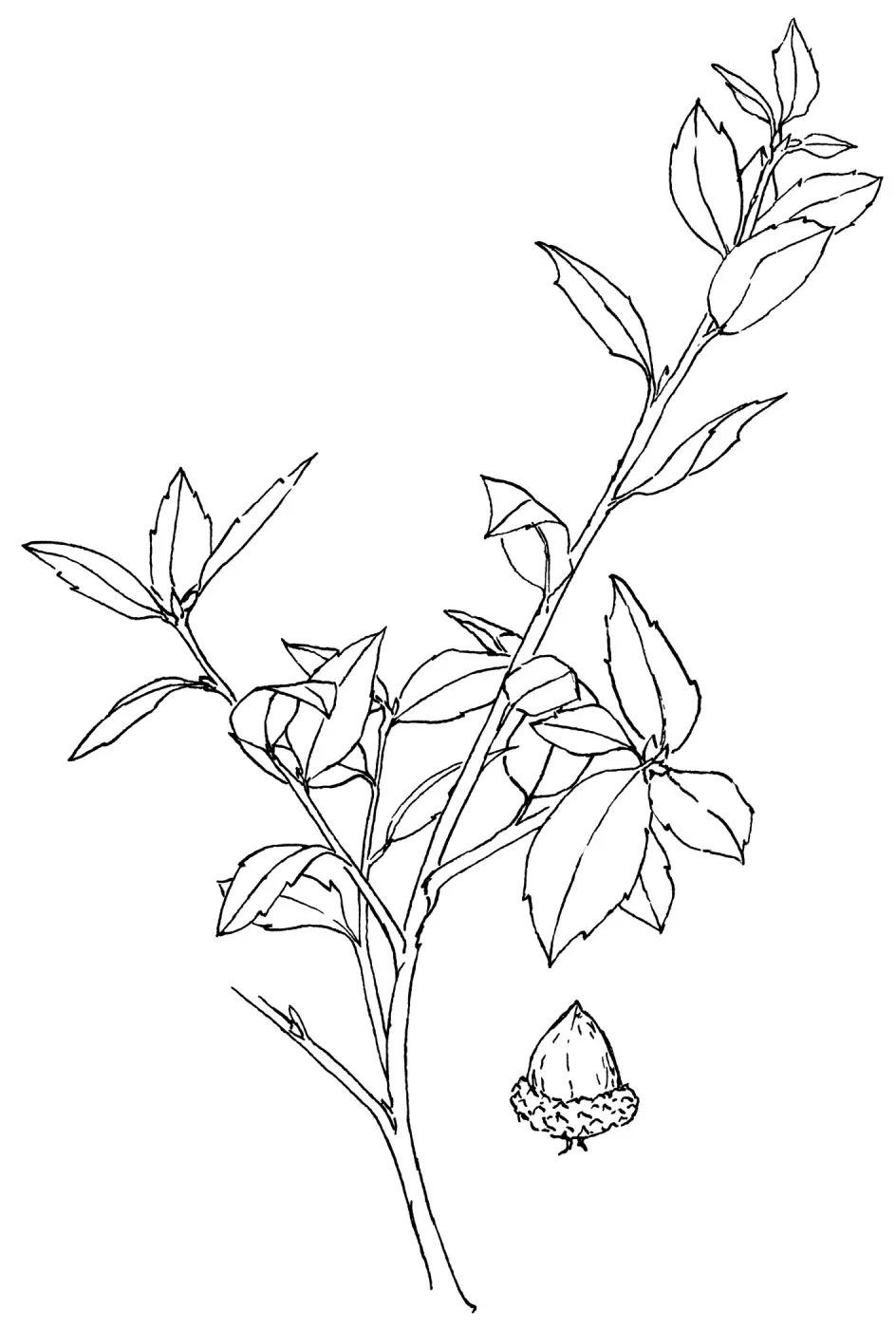 Goldencup Oak