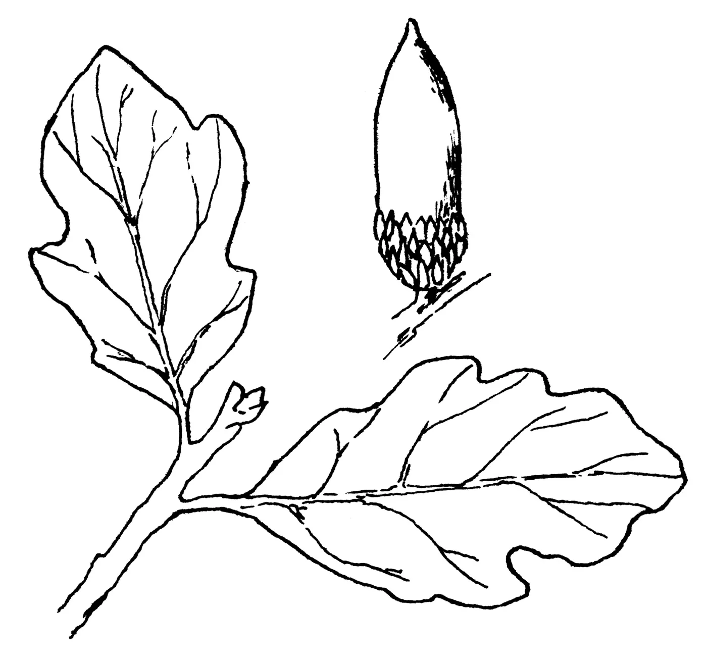 Blue Oak