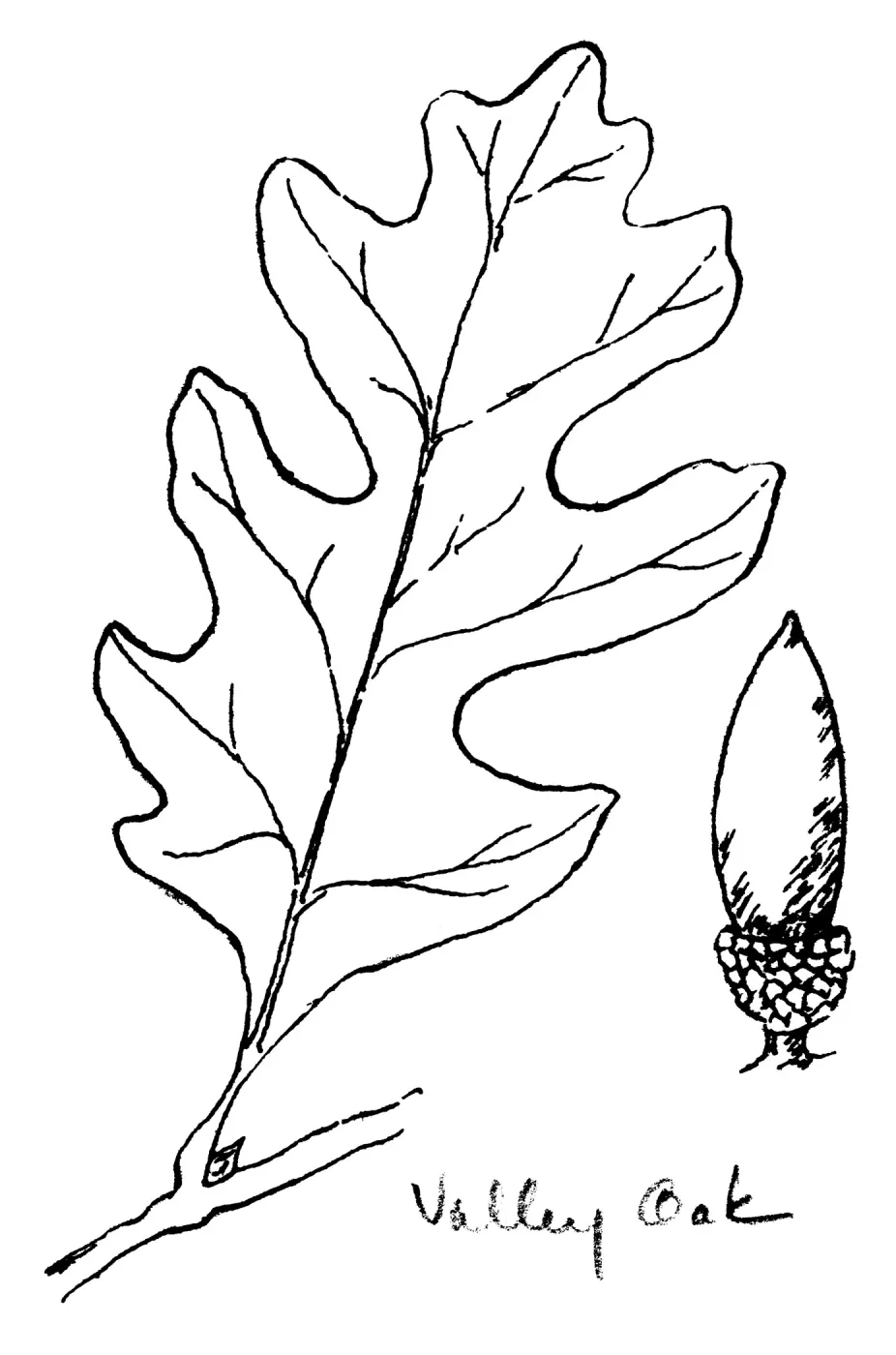Valley Oak