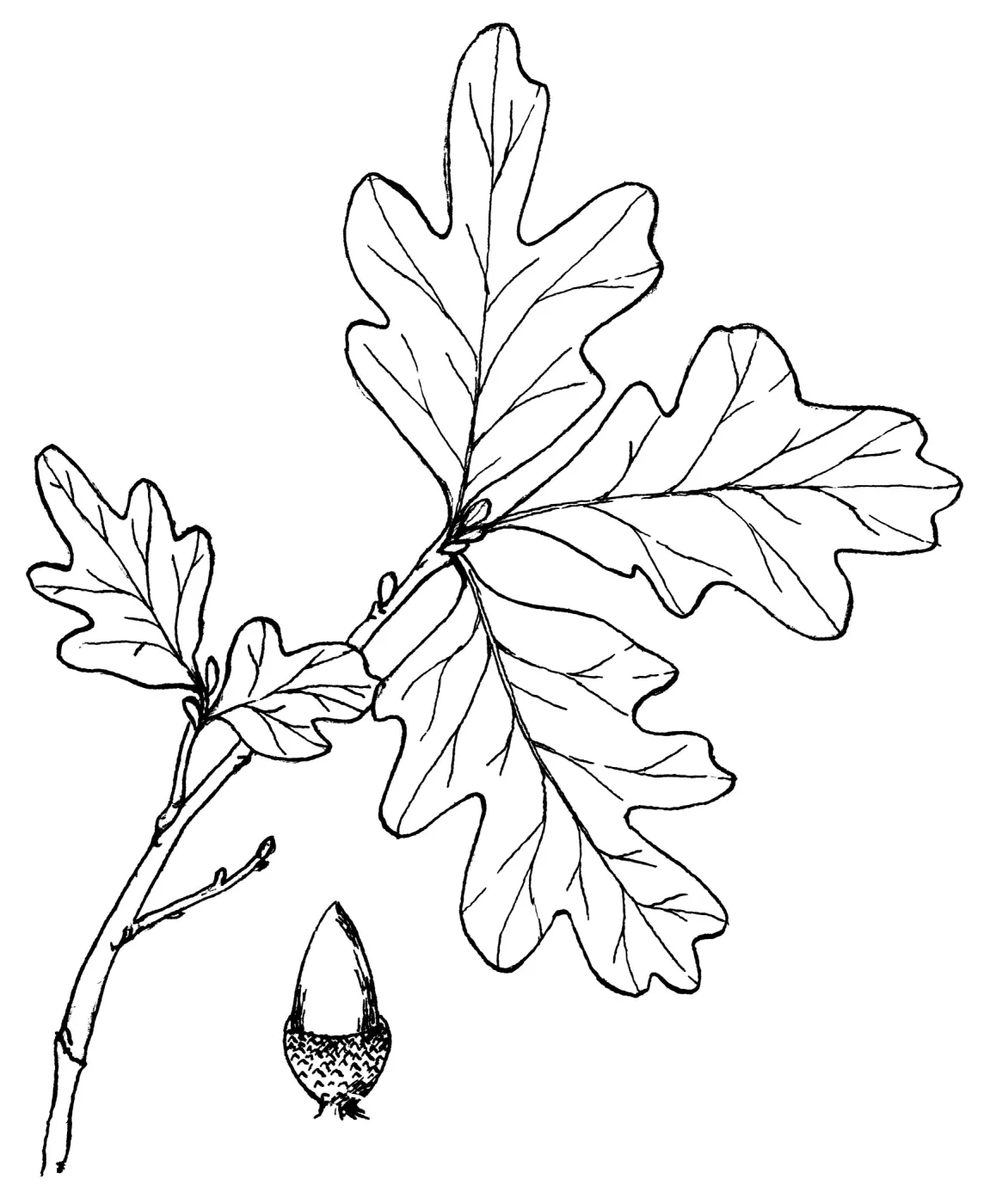 Valley Oak