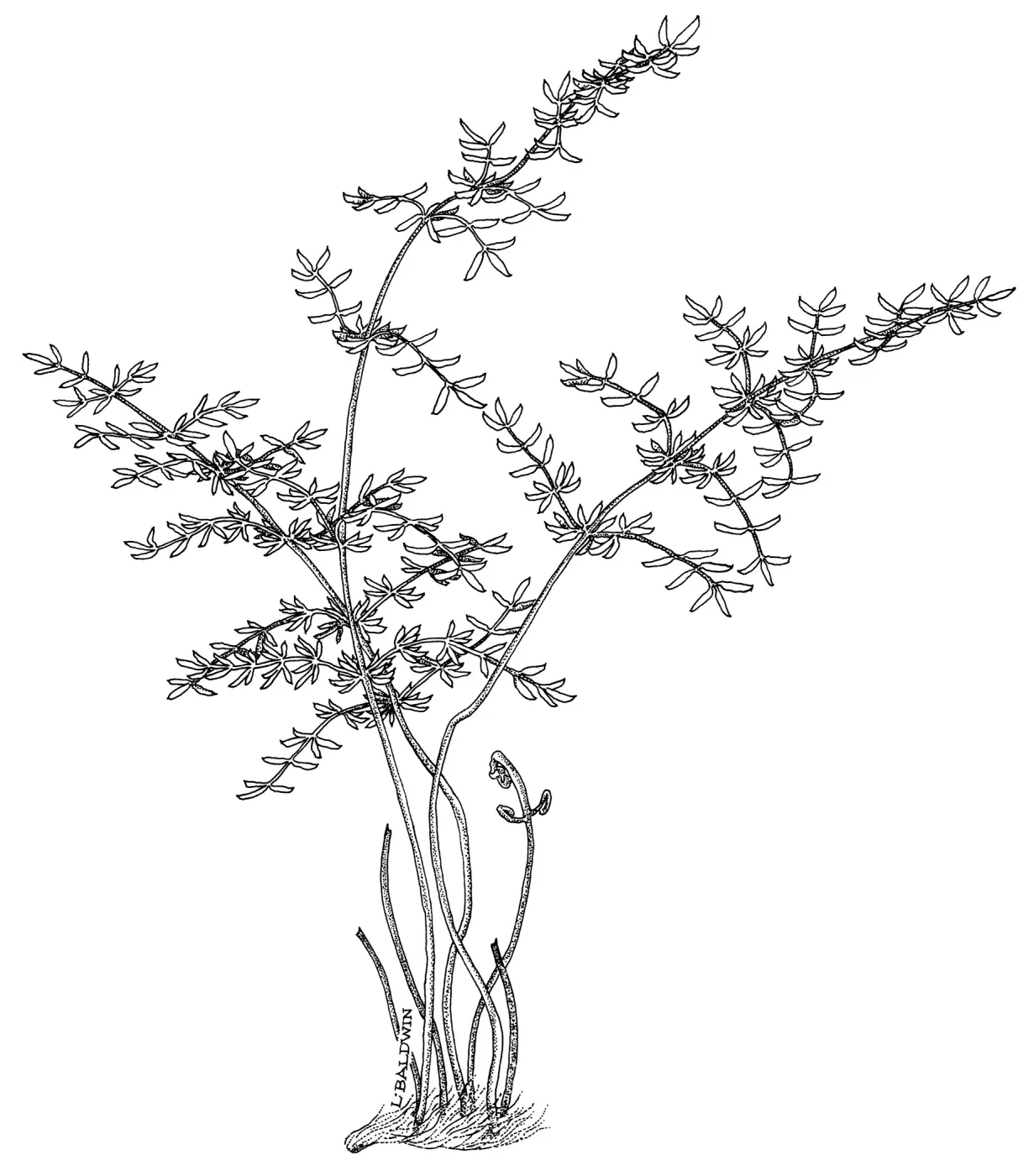 Birds Foot Fern