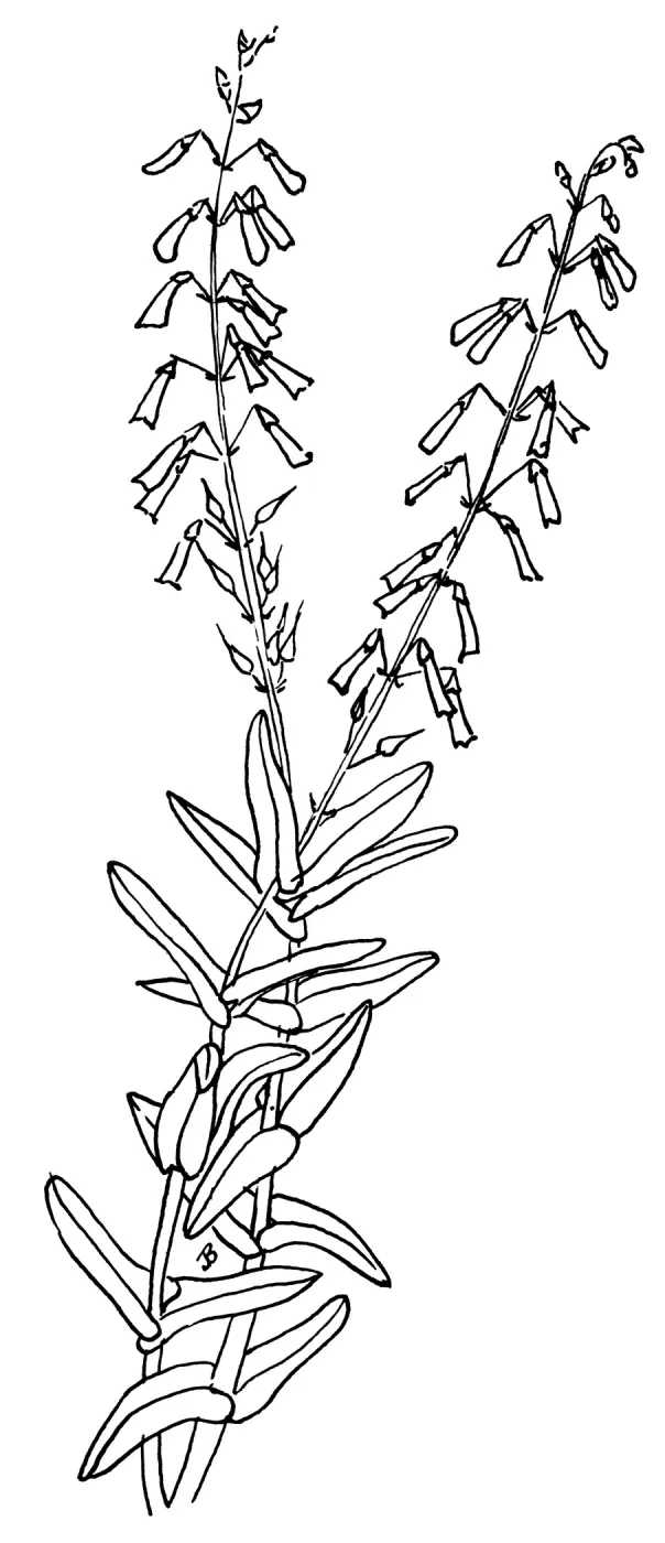 Penstemon