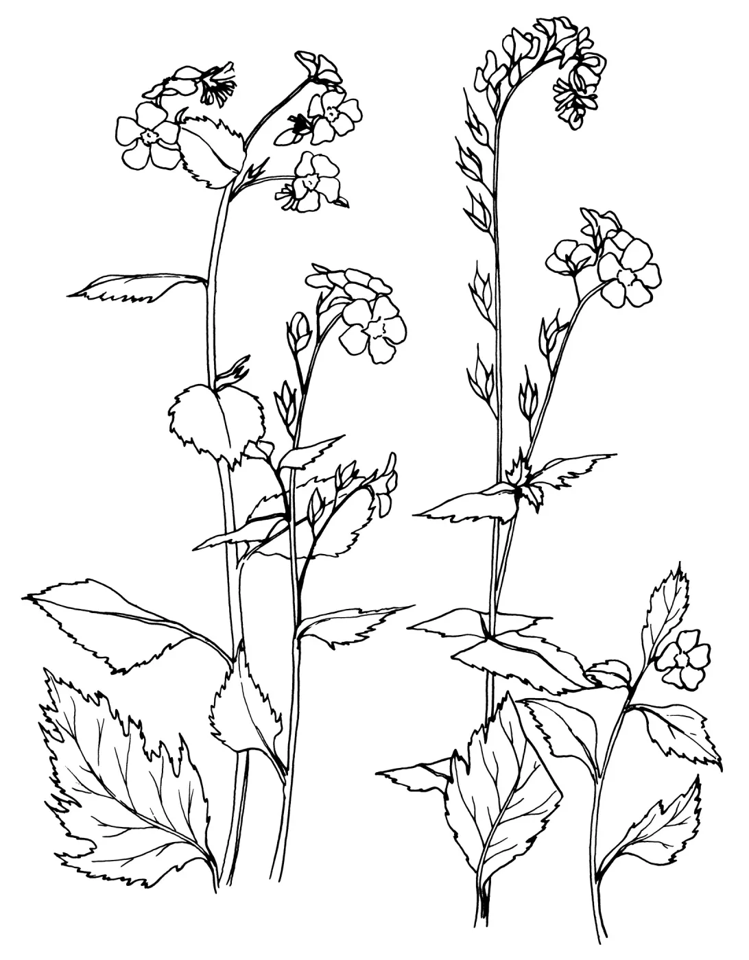 Sticky Phacelia