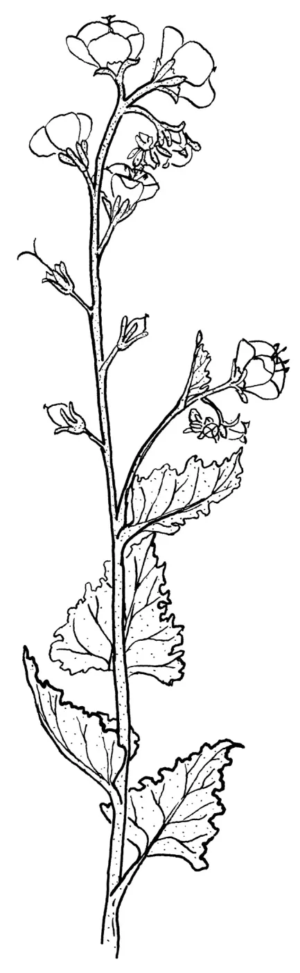 Sticky Phacelia
