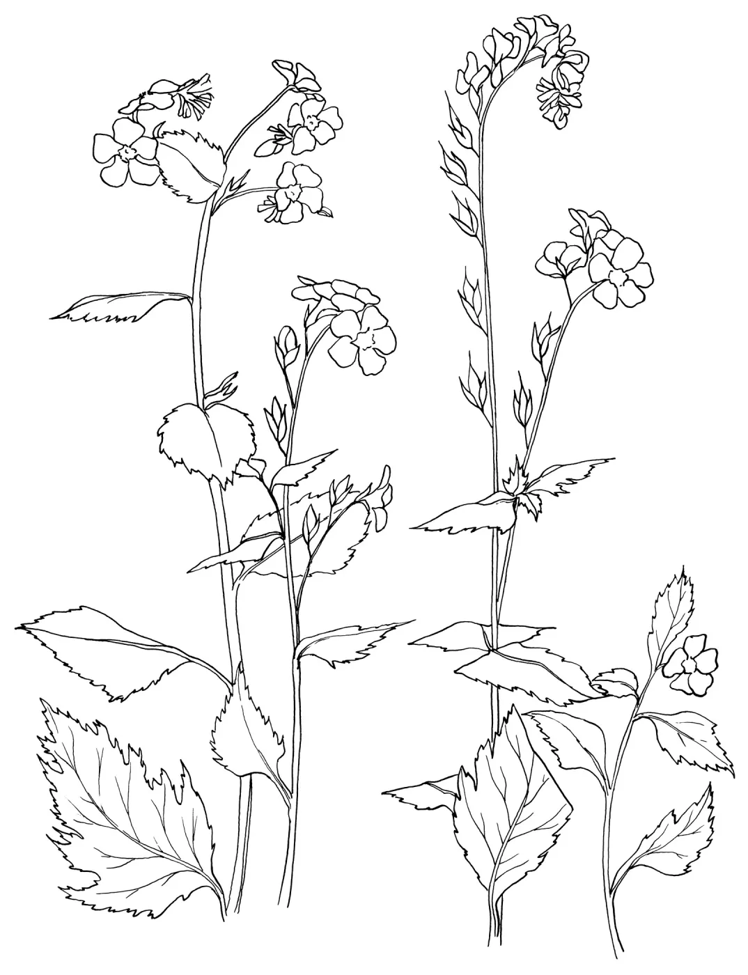 Sticky Phacelia