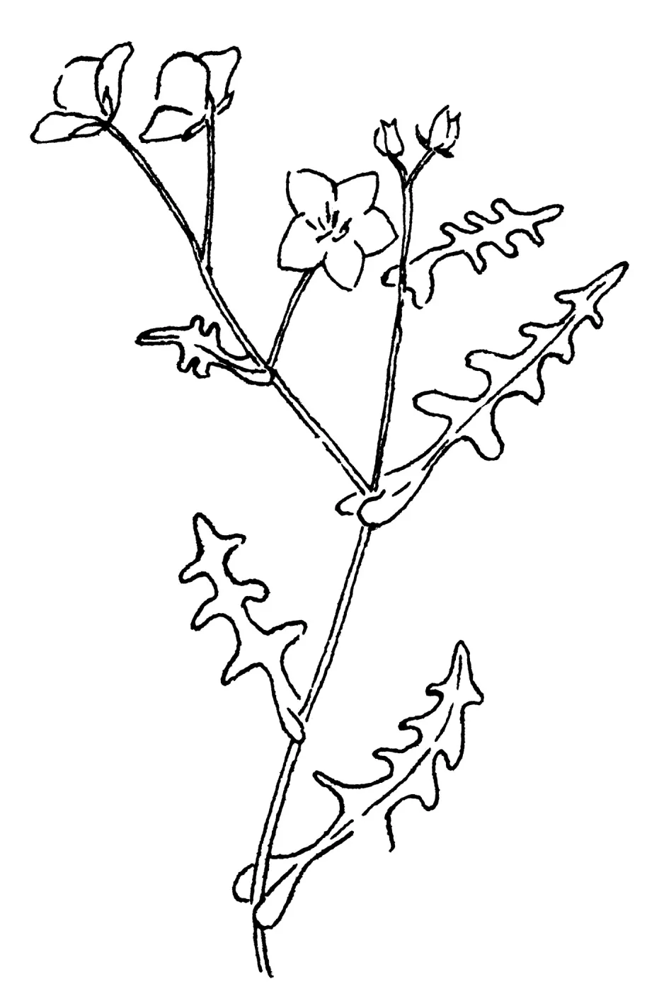 Fiesta Flower