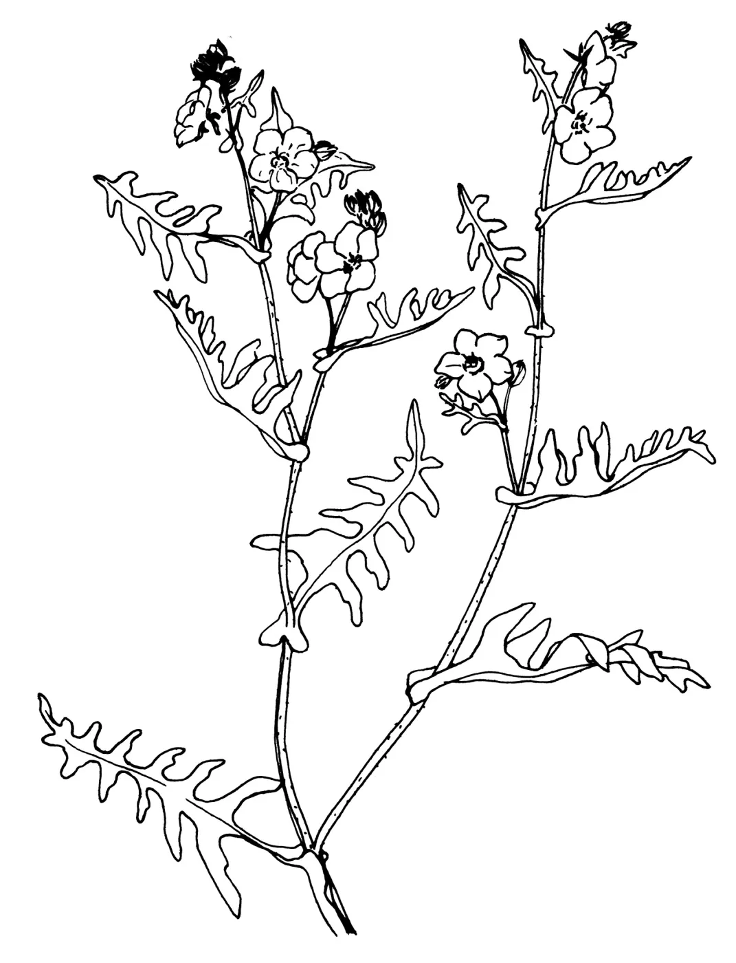 Pholistoma auritumFiesta Flower
