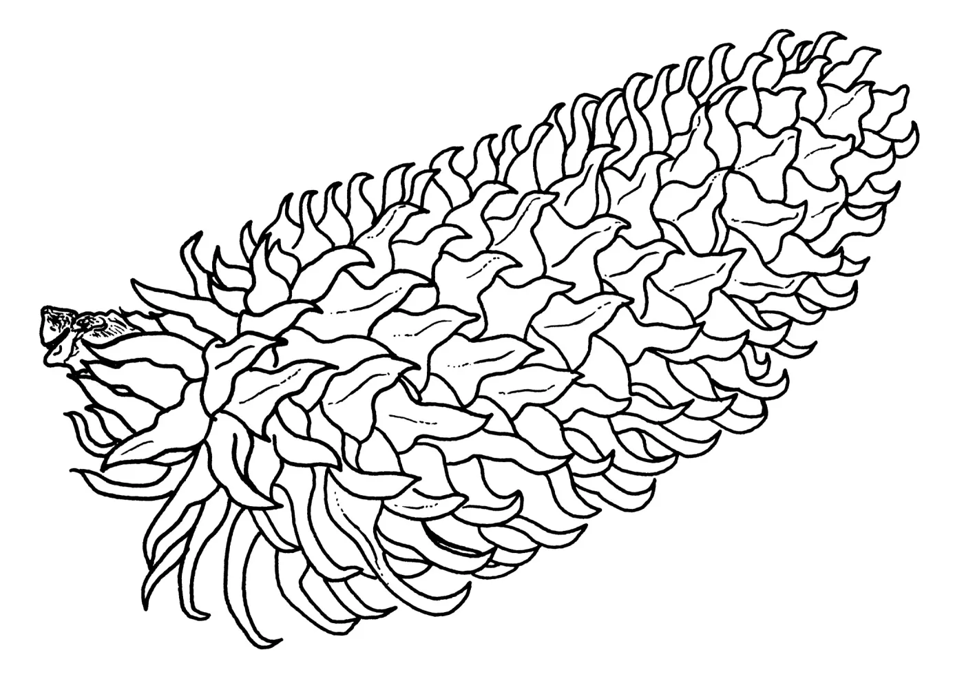 Coulter Pine