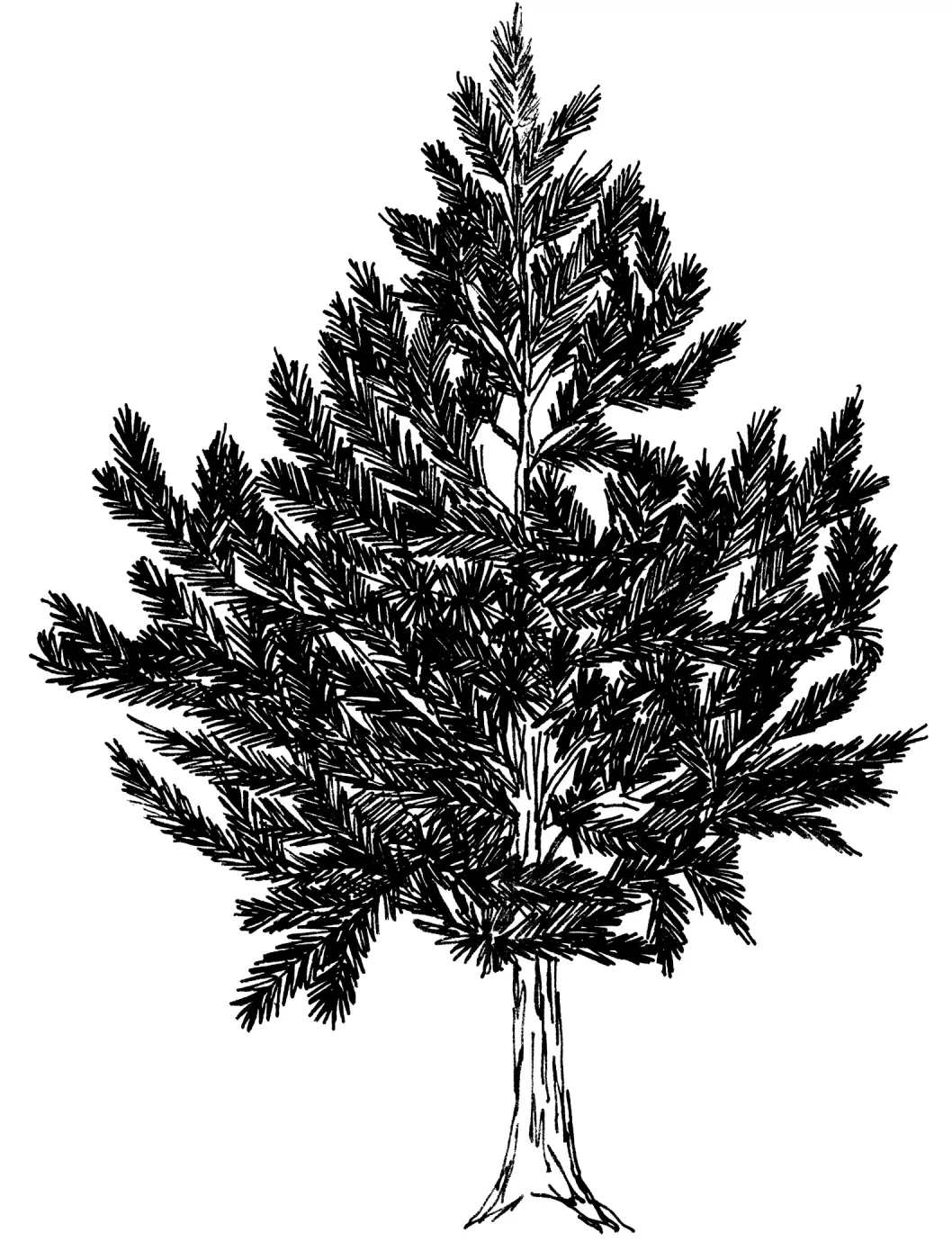 Coulter Pine