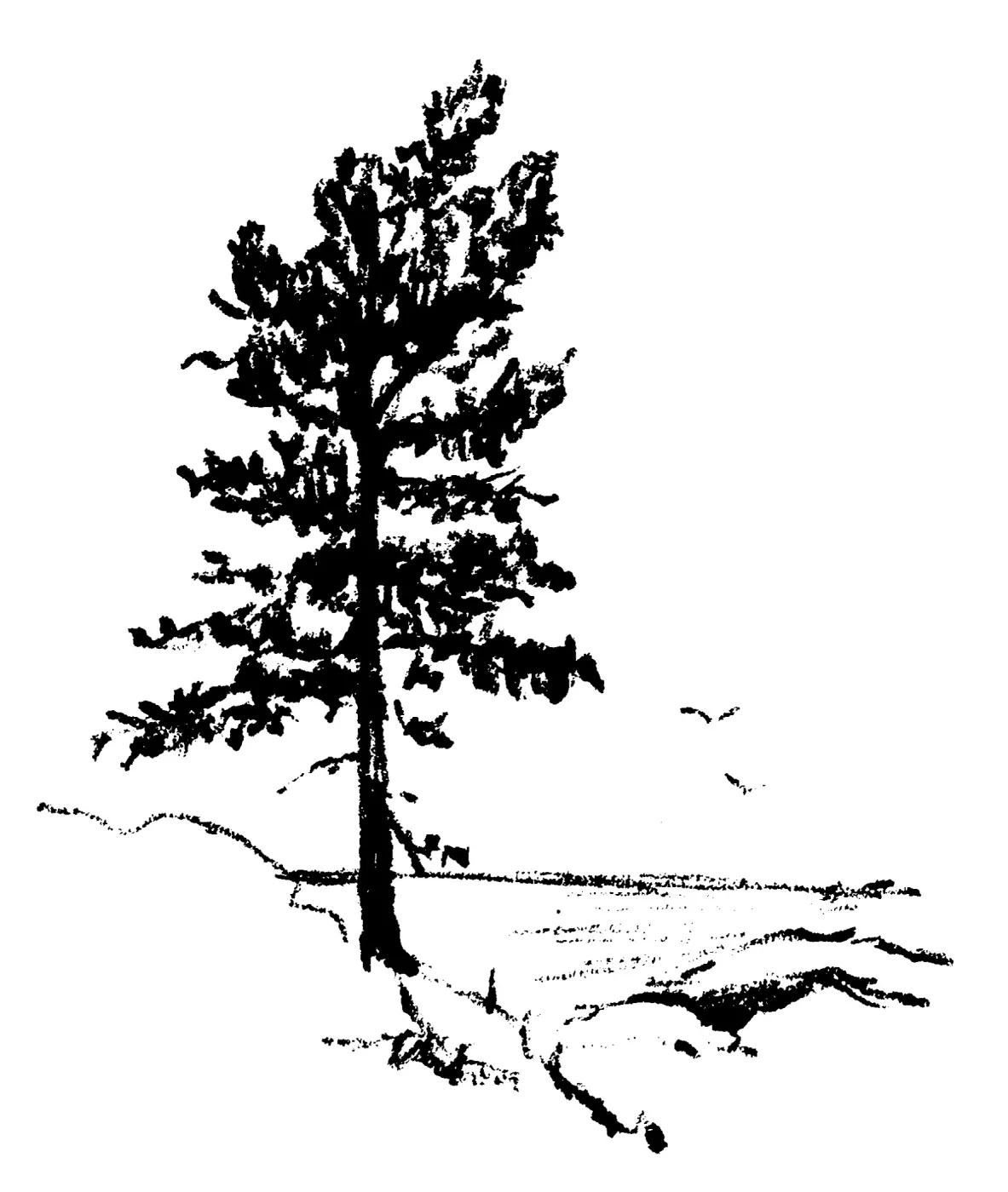 Torrey Pine