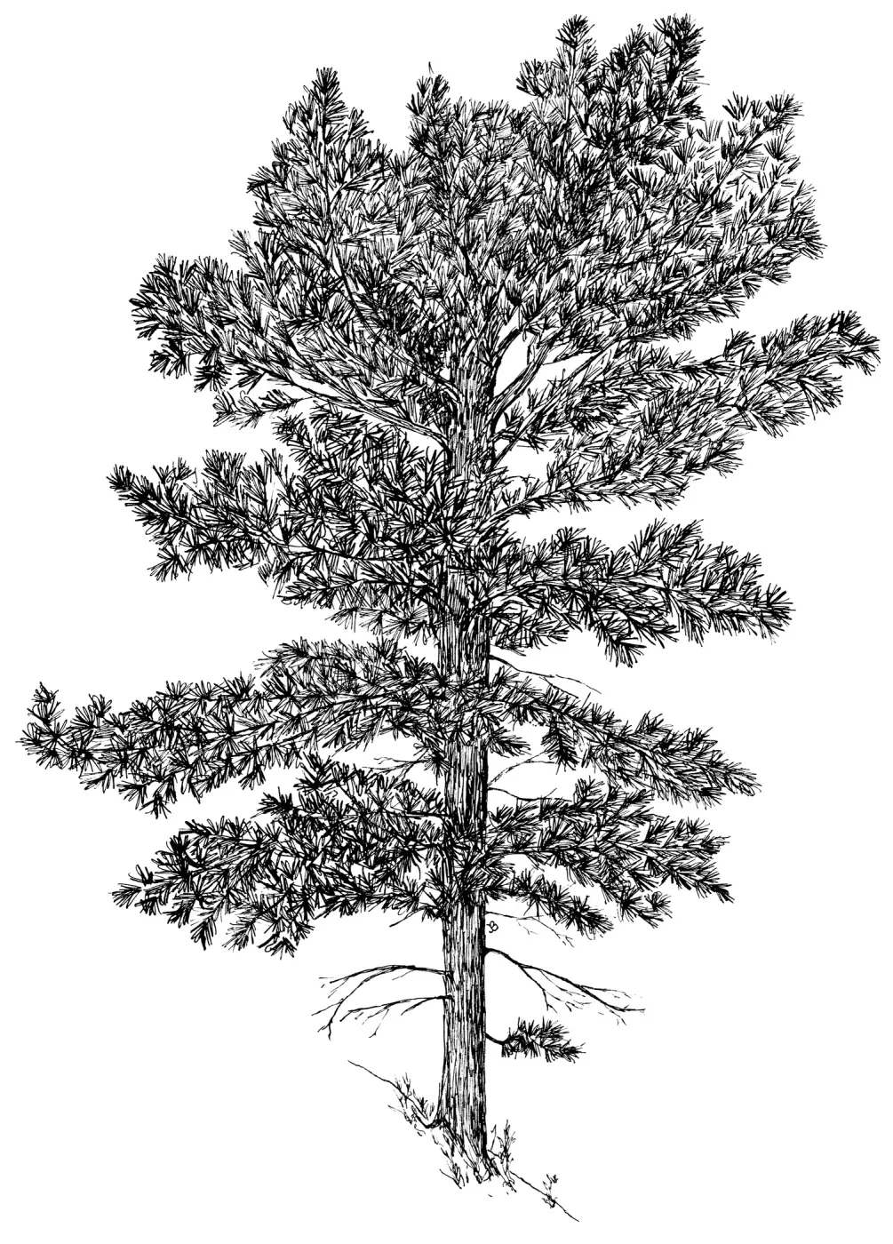 Torrey Pine