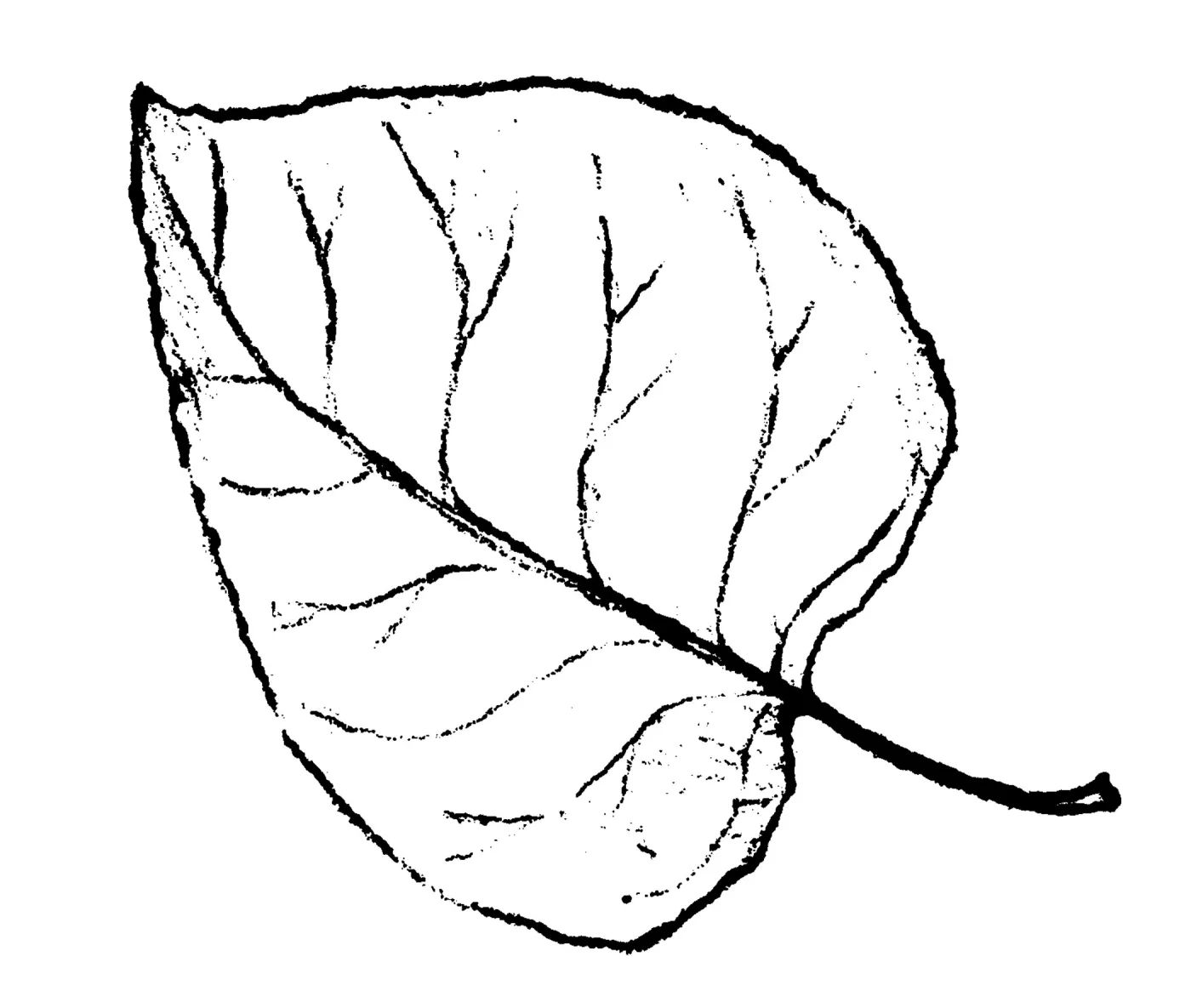 Black Cottonwood