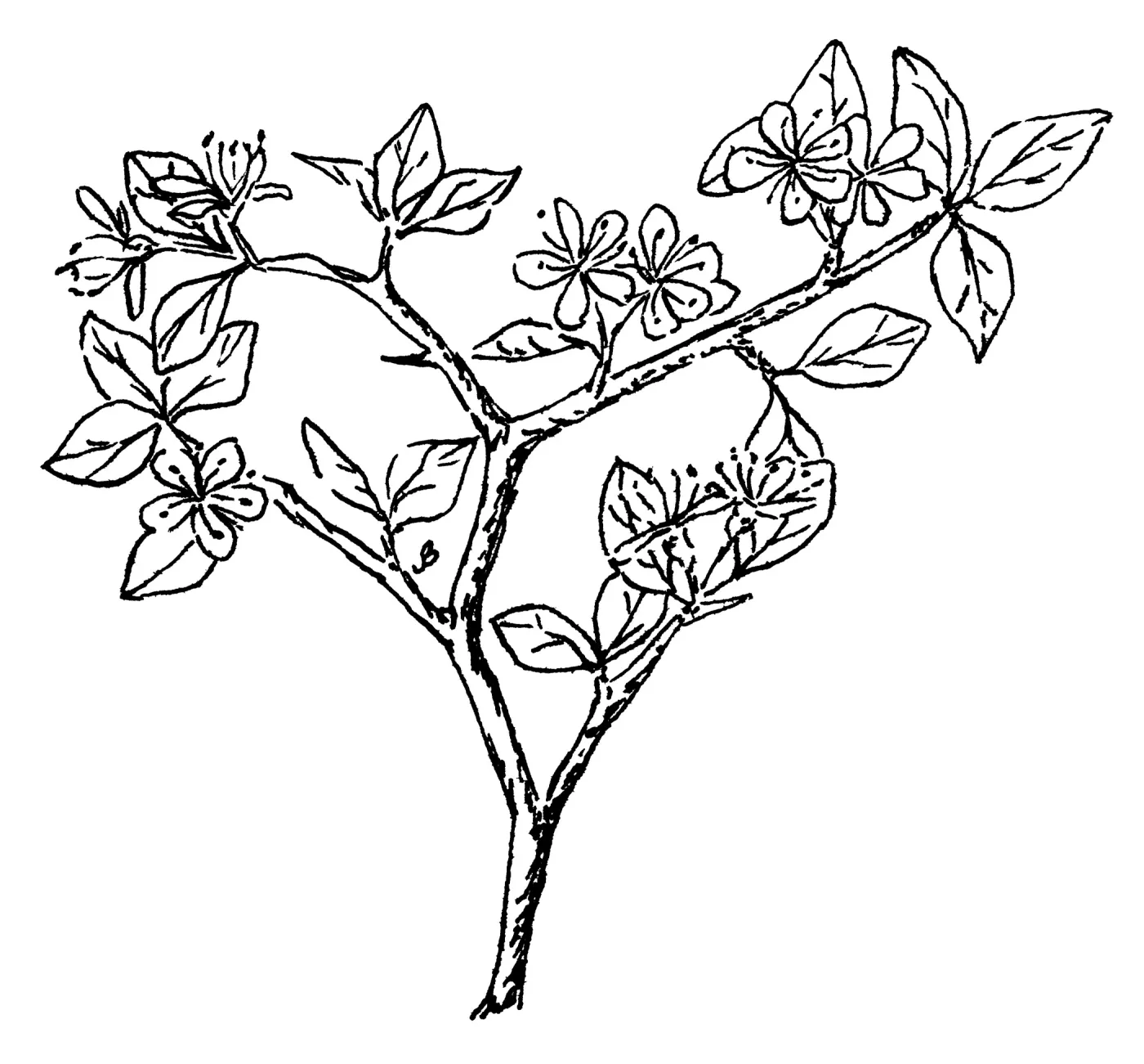 Desert Apricot