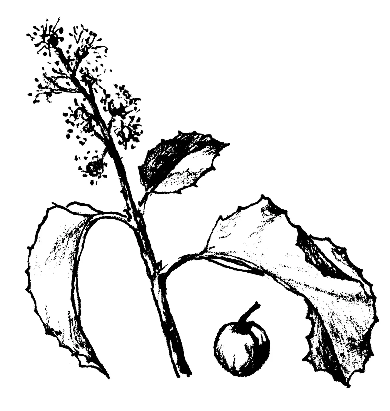 Hollyleaf Cherry
