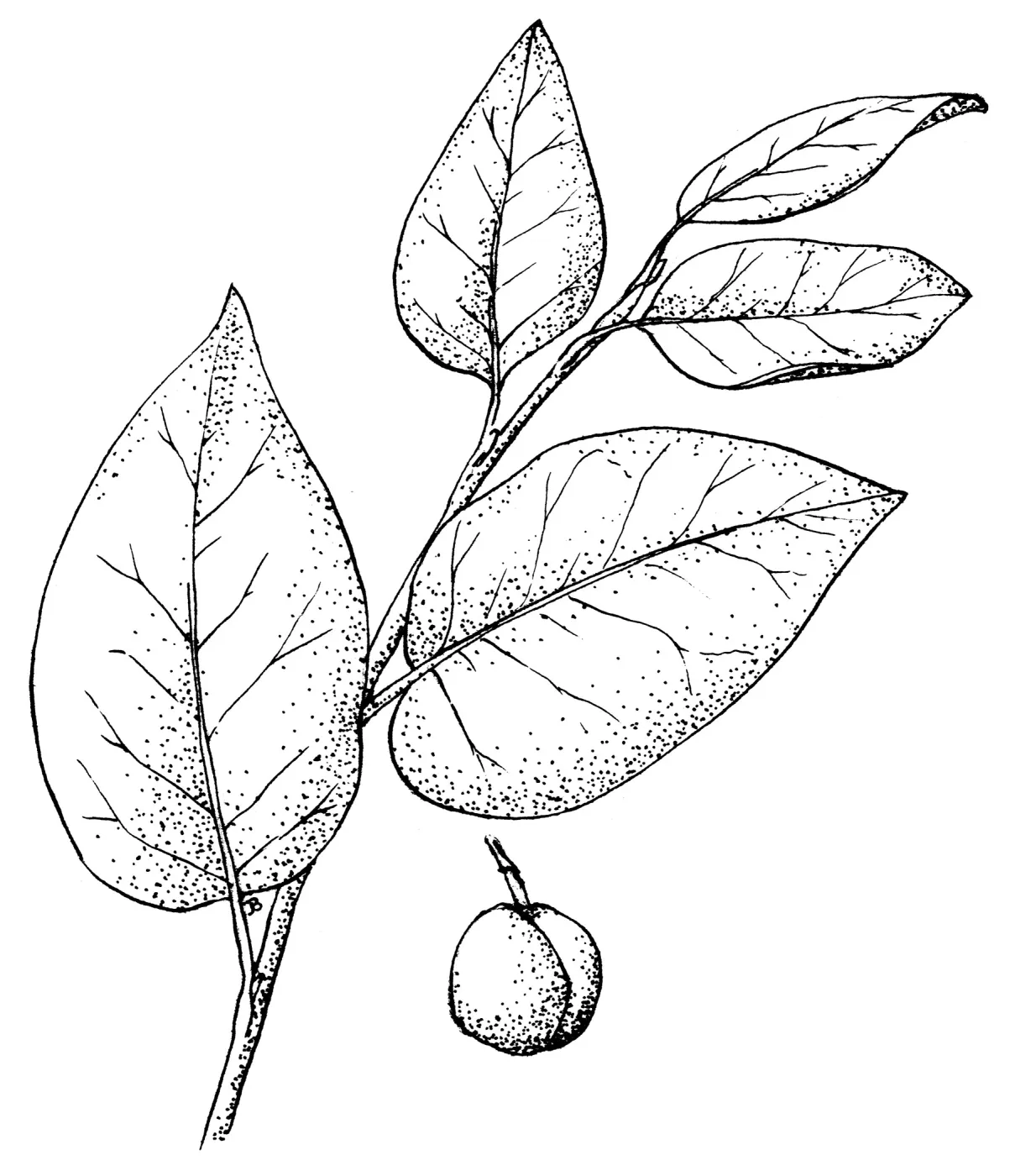 Catalina Cherry