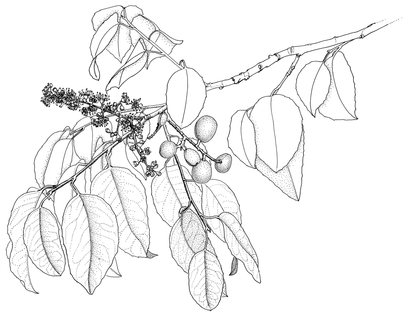 Catalina Cherry