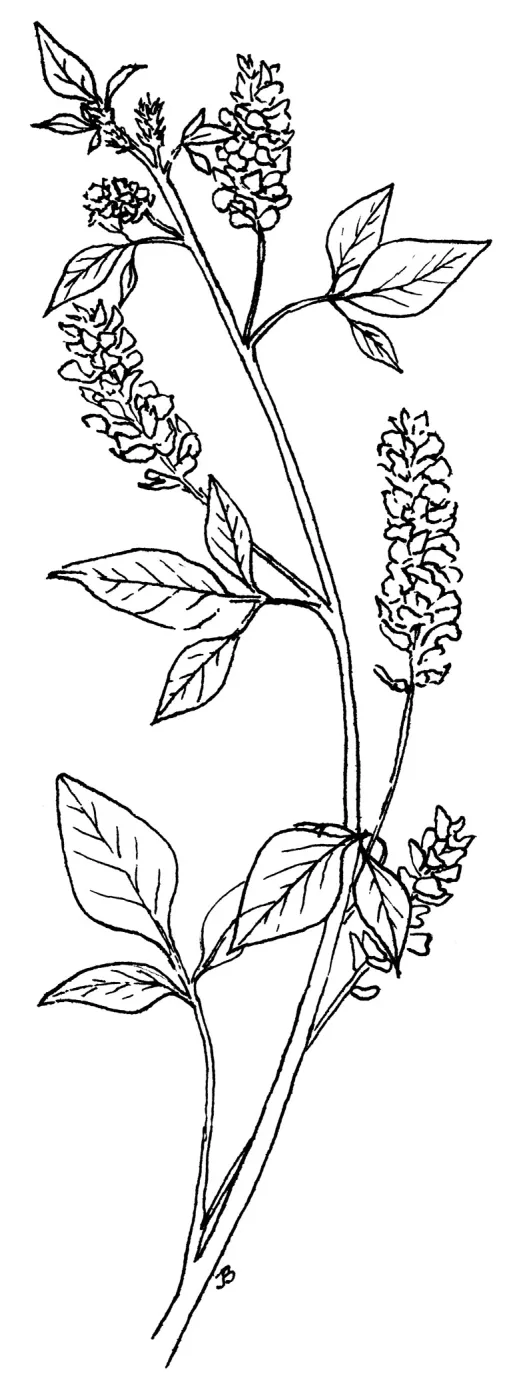 Leather Root