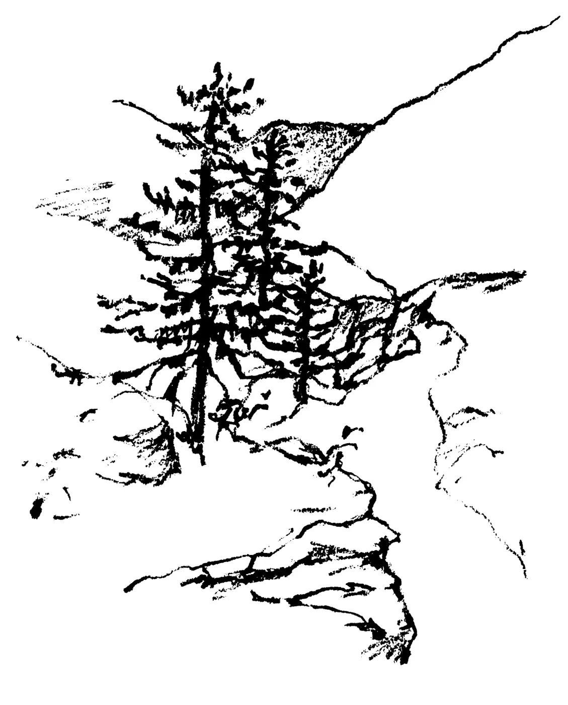 Big Cone Spruce