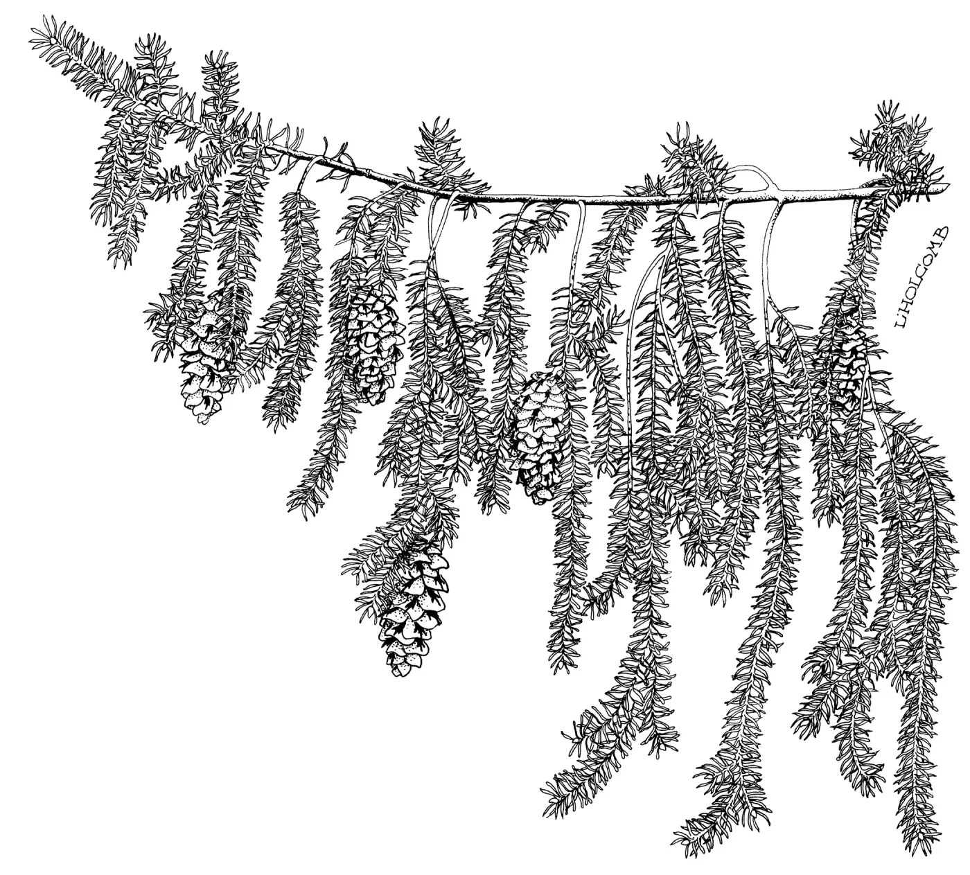 Big Cone Spruce