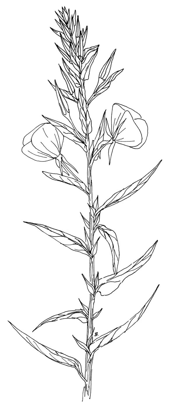 Evening Primrose
