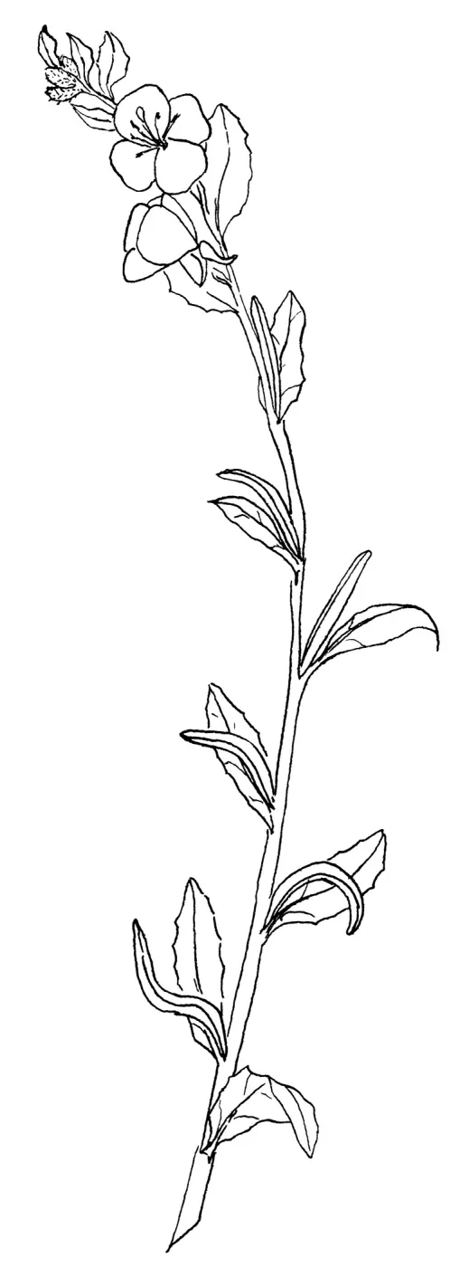 Beach Evening Primrose
