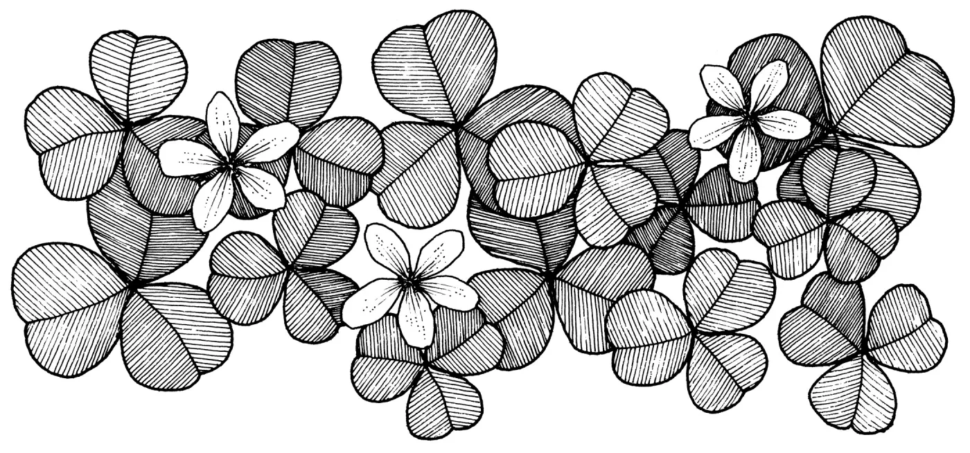 Redwood Sorrel