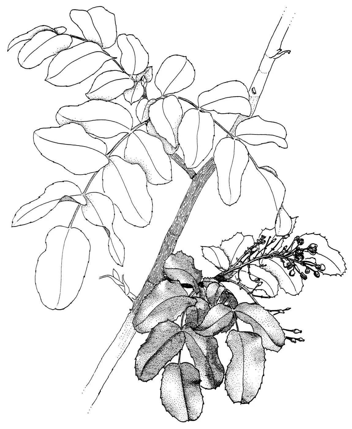 Island Barberry