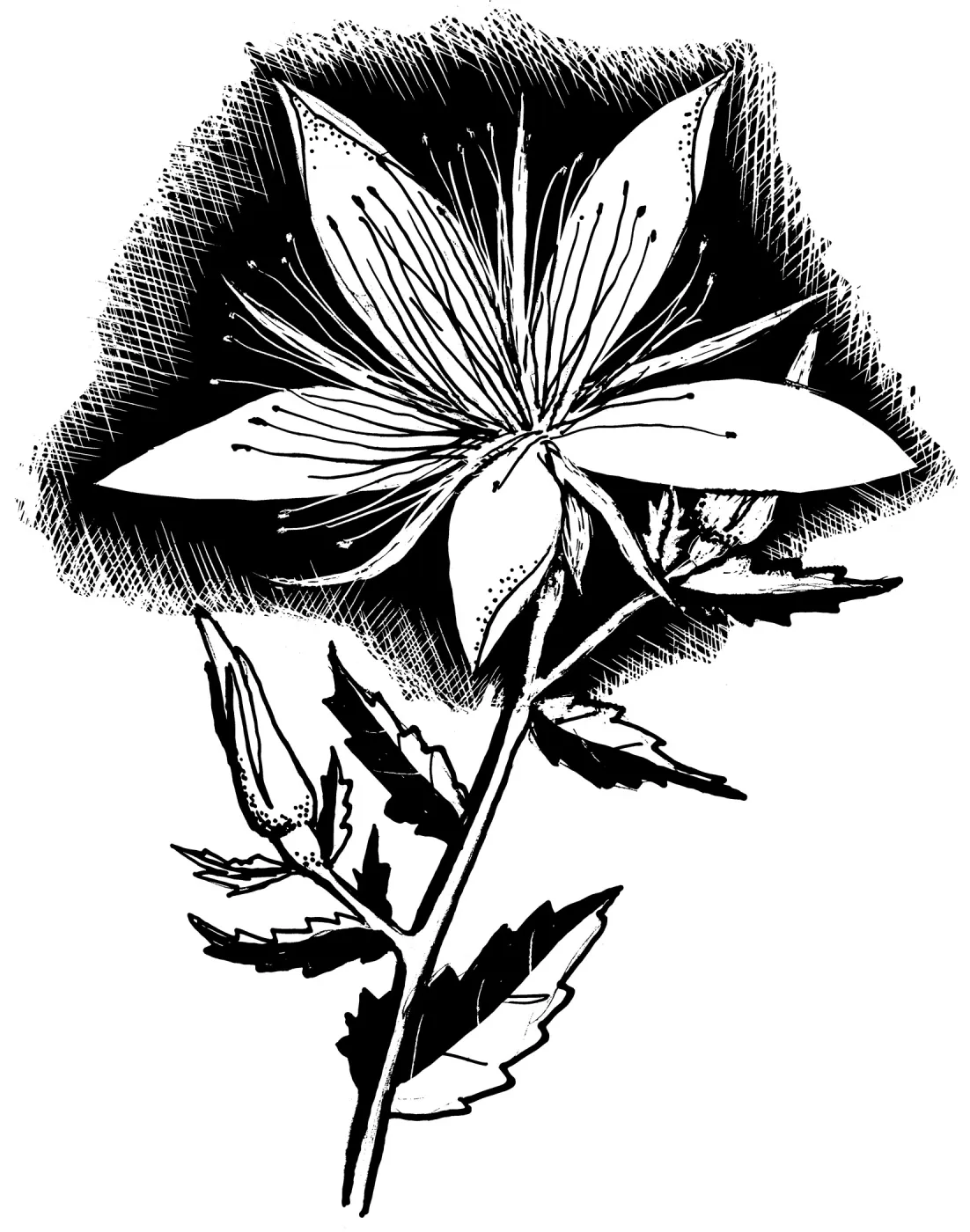 Common Blazing Star