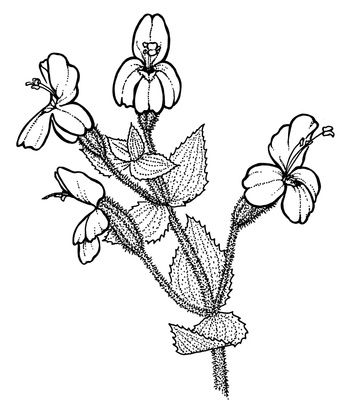 Scarlet Monkey Flower