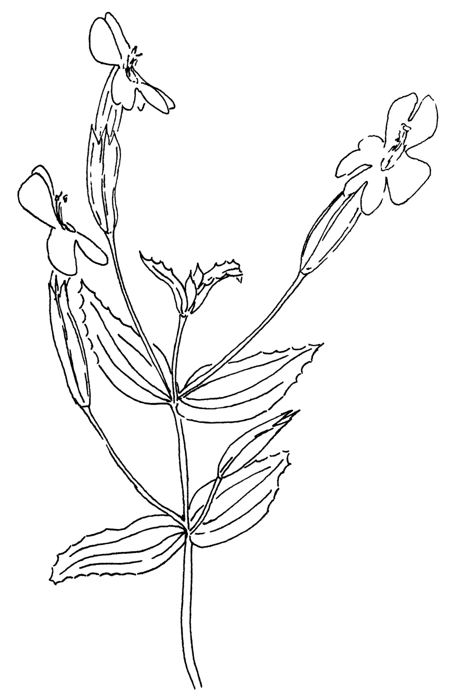 Scarlet Monkey Flower
