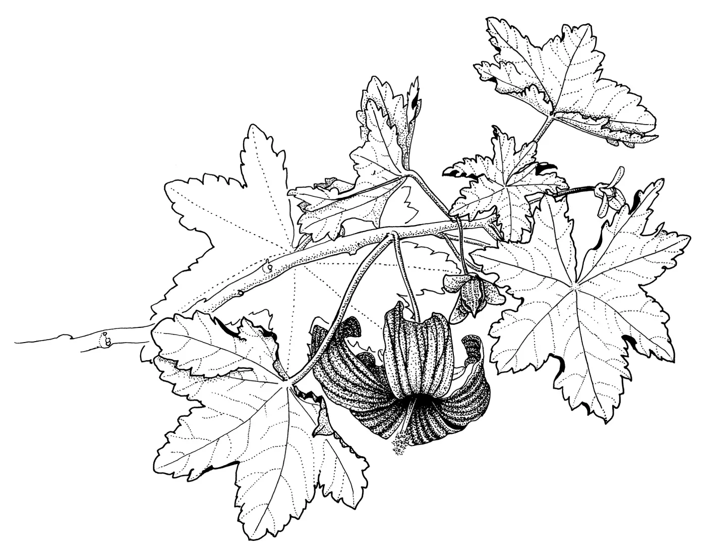 Tree Mallow