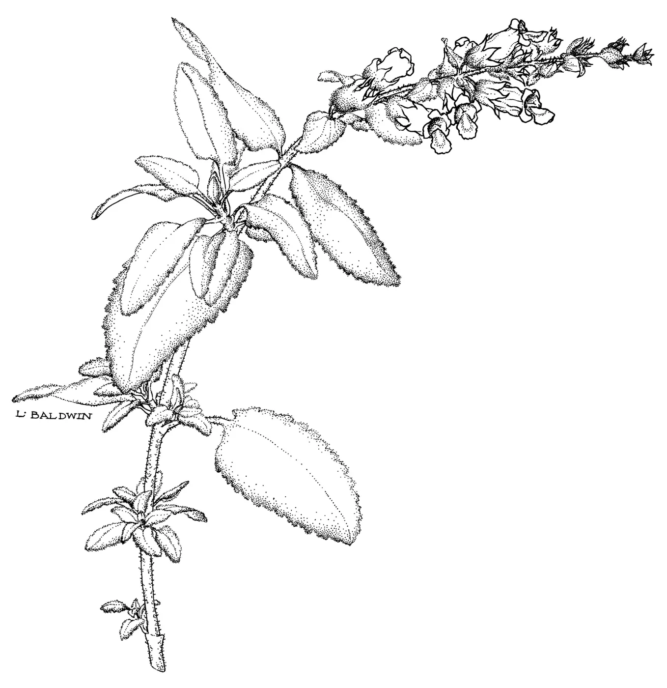 Fragrant Pitcher Sage