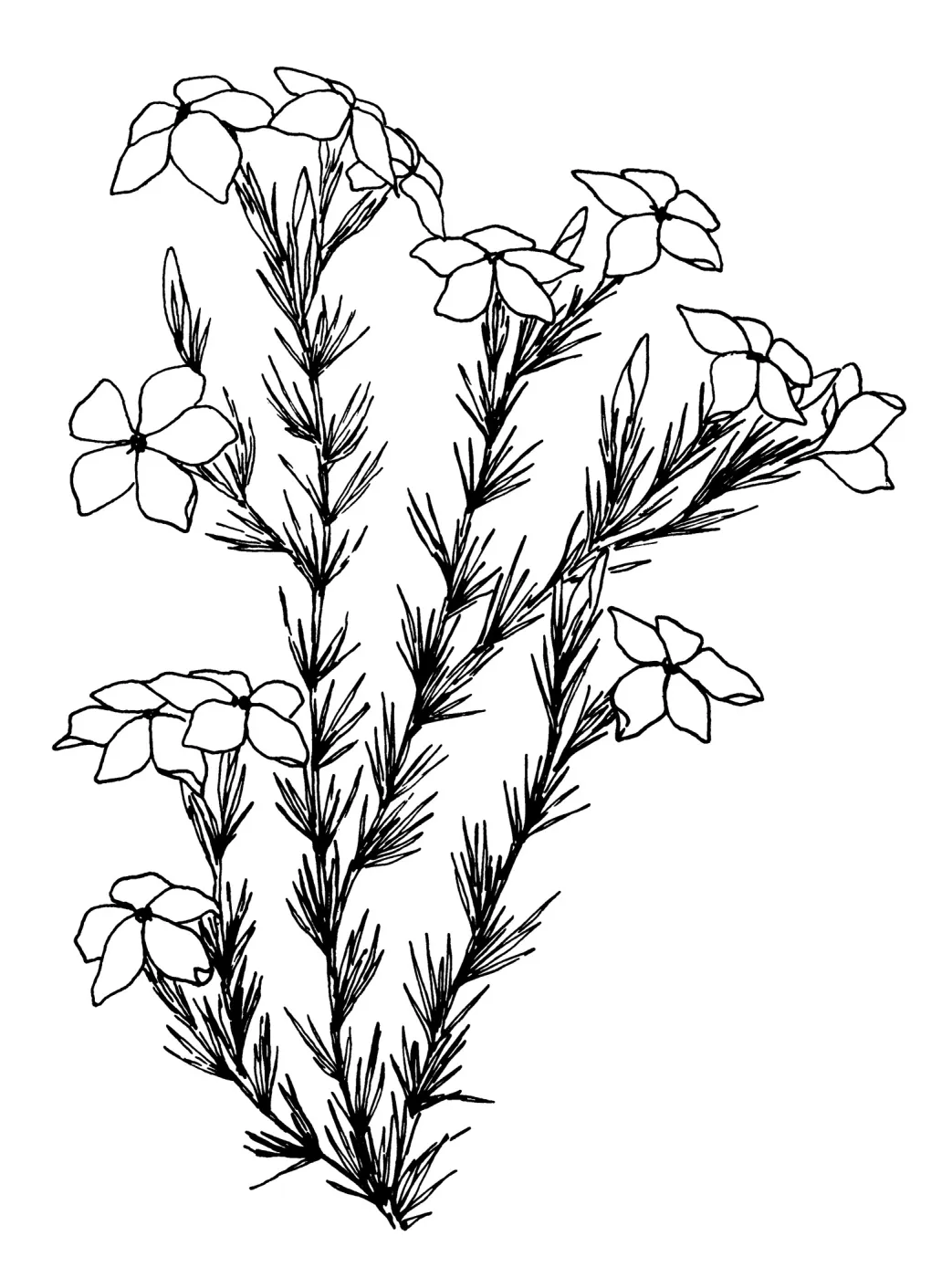 Prickly Phlox