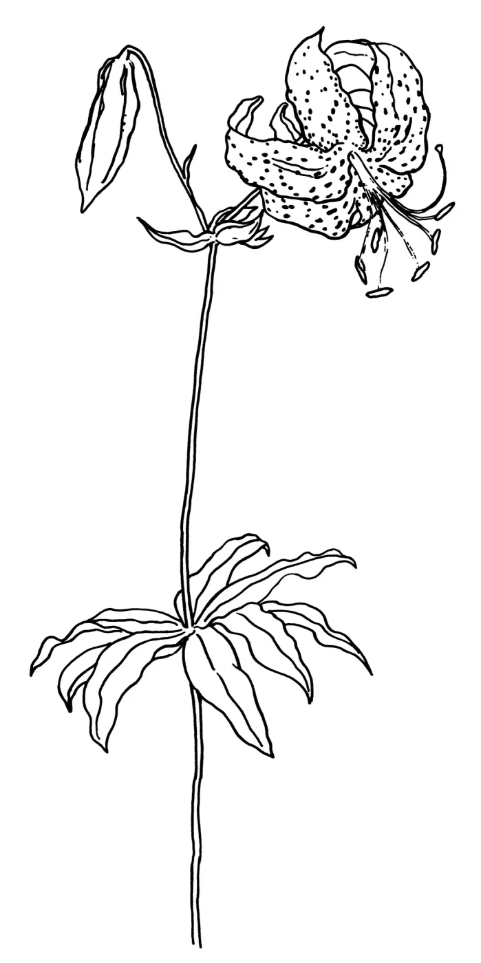 Humboldt Lily