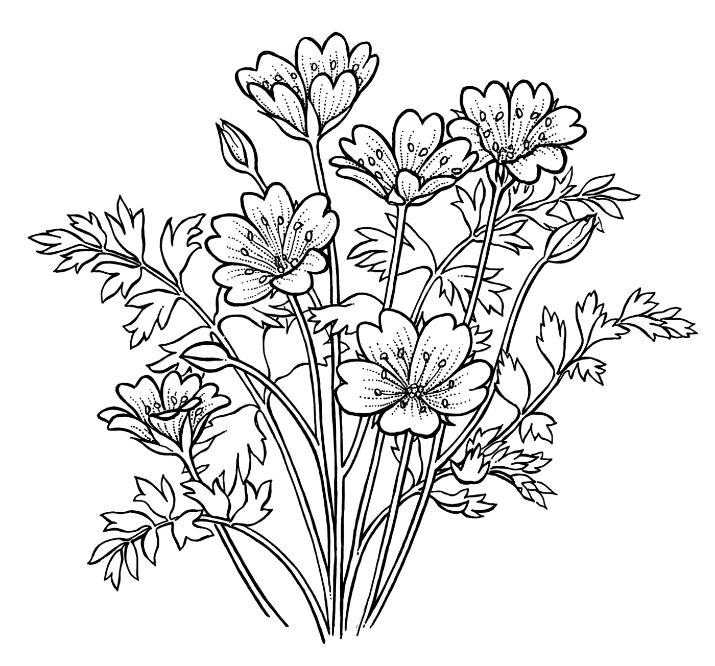 Meadow Foam