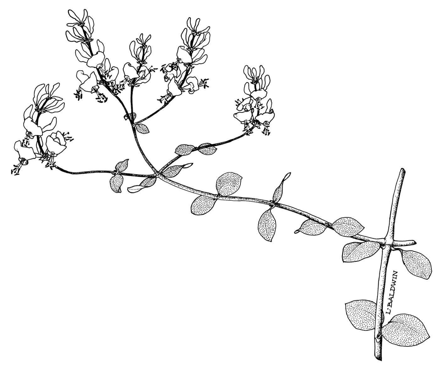 Southern Honeysuckle