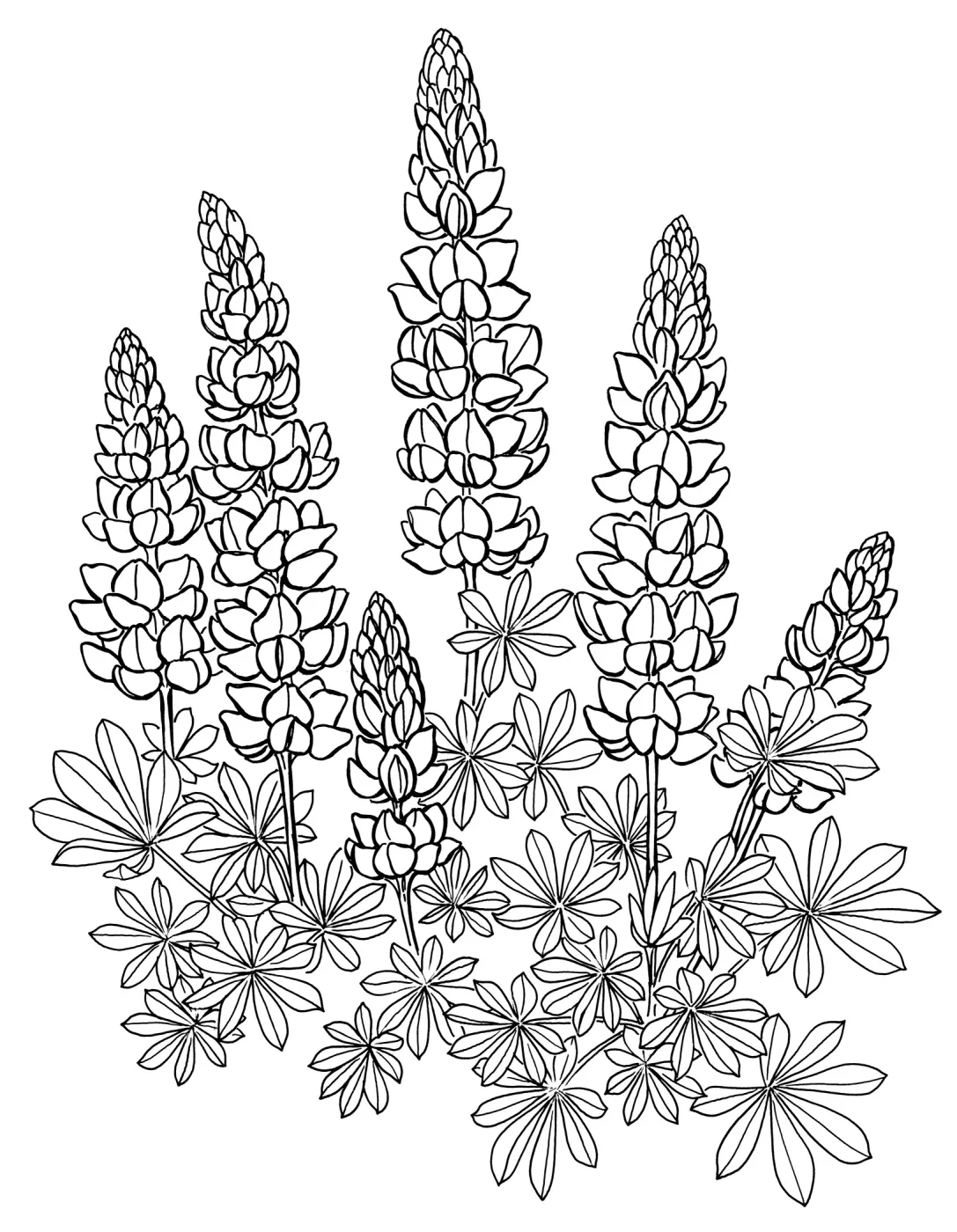Lupine
