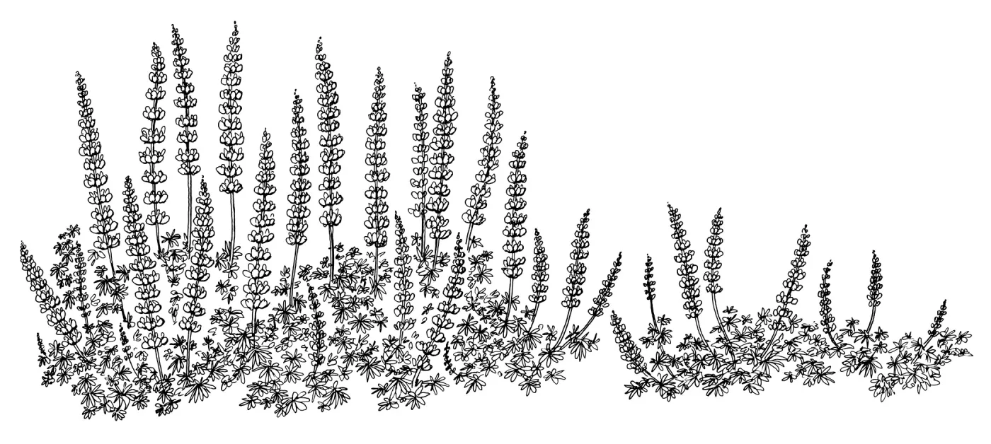 Halls Lupine