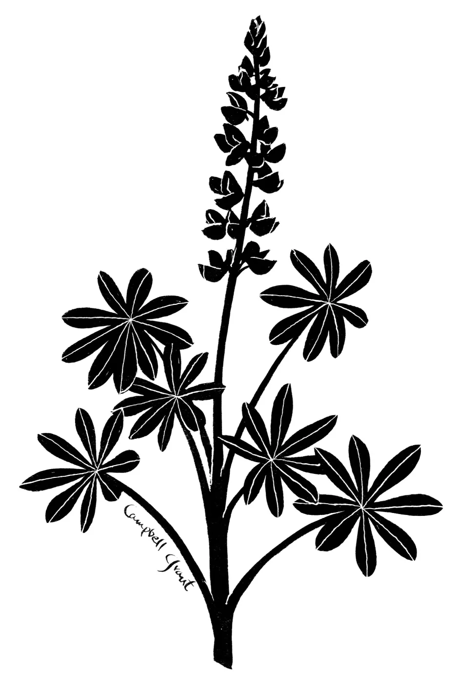 Succulent Lupine