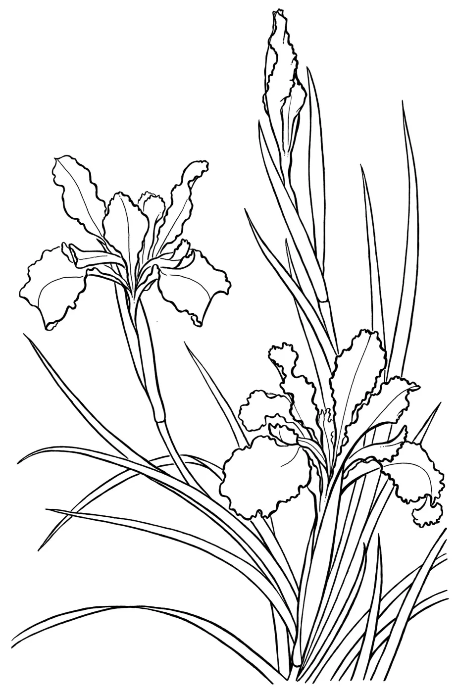Iris